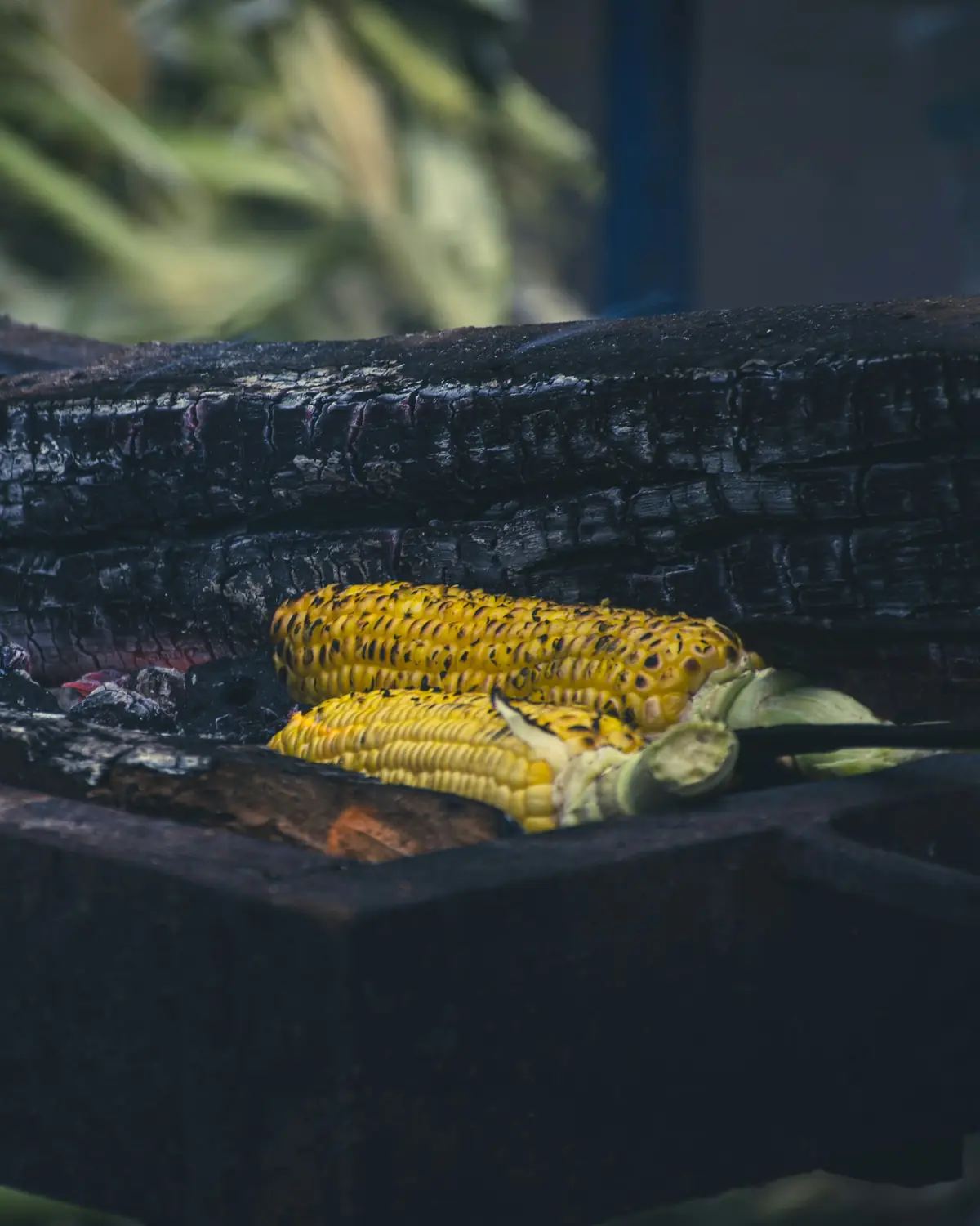 Corn cobs blackening on a bed of burnt wood